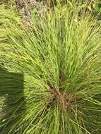 Image of prairie dropseed