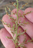 Image of Asplenium adiantum-nigrum var. solidum (Kunze) J. P. Roux