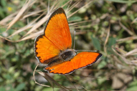 Image of <i>Lycaena ophion</i>