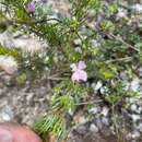 Image of Boronia subulifolia Cheel