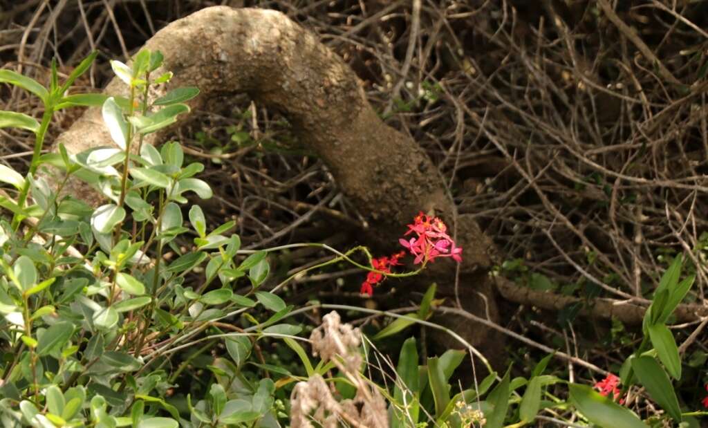 Plancia ëd Epidendrum obrienianum Rolfe