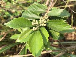 Image of Grewia rhombifolia Kaneh. & Sasaki