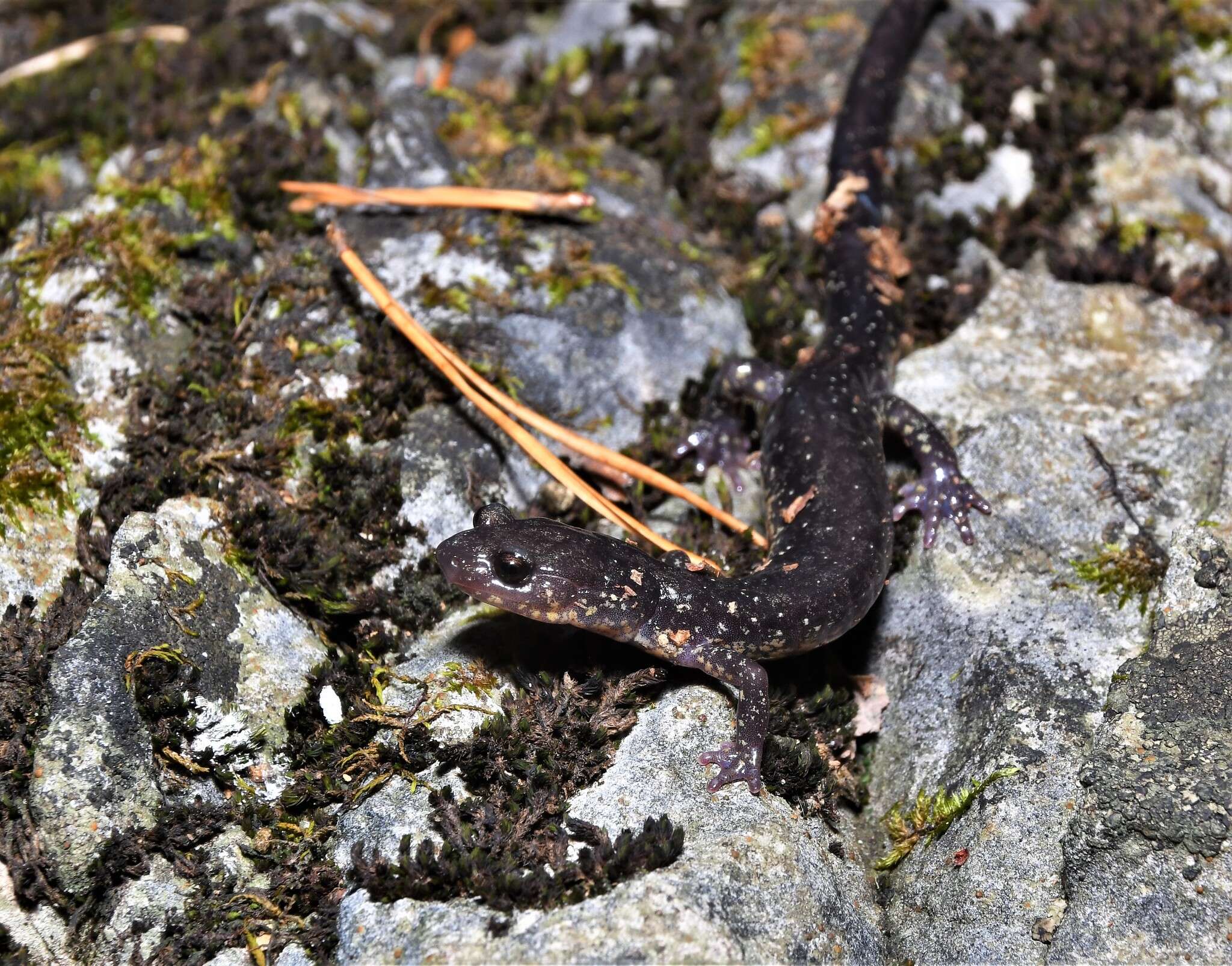 Image of Blacksburg Salamander