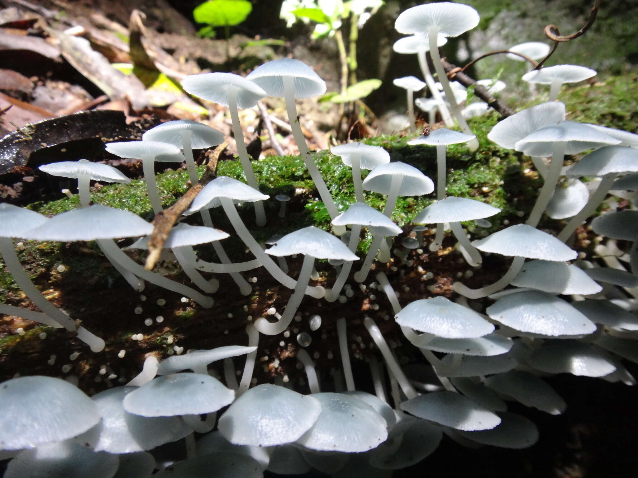 Clitocybula azurea Singer 1973 resmi