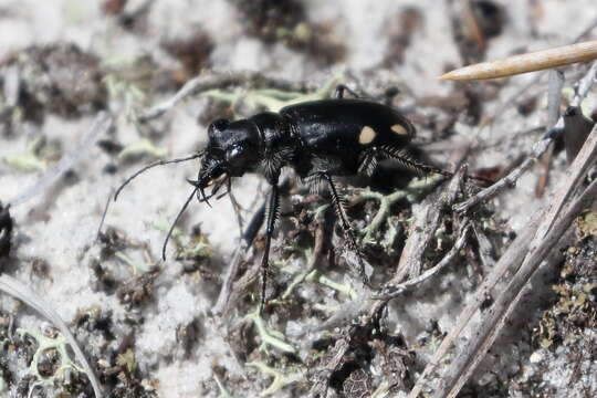 Image of Cicindela (Cicindela) scutellaris rugifrons Dejean 1825