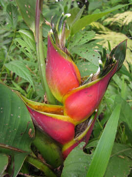 Image of Dwarf Jamaican Heliconia