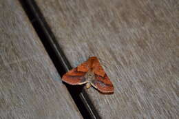 Image of Purple-Lined Sallow