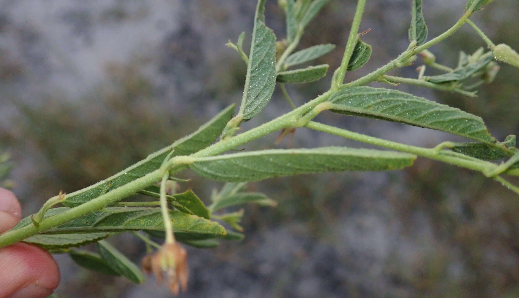 Image of Hermannia eenii Baker