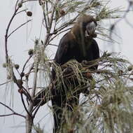 Calyptorhynchus lathami (Temminck 1807) resmi