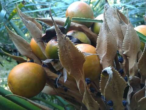 Image of Cycas media subsp. media