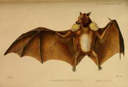 Image of Epauletted Fruit Bat