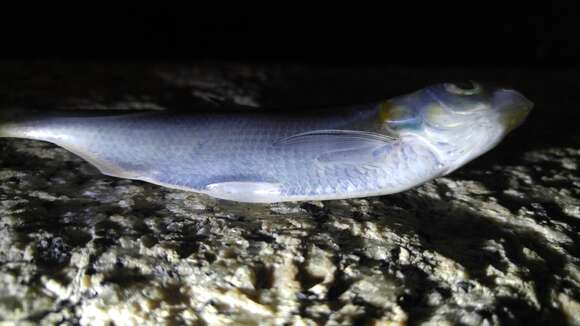 Image of Japanese gizzard shad