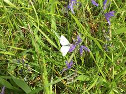 Image de Camassia quamash subsp. maxima Gould