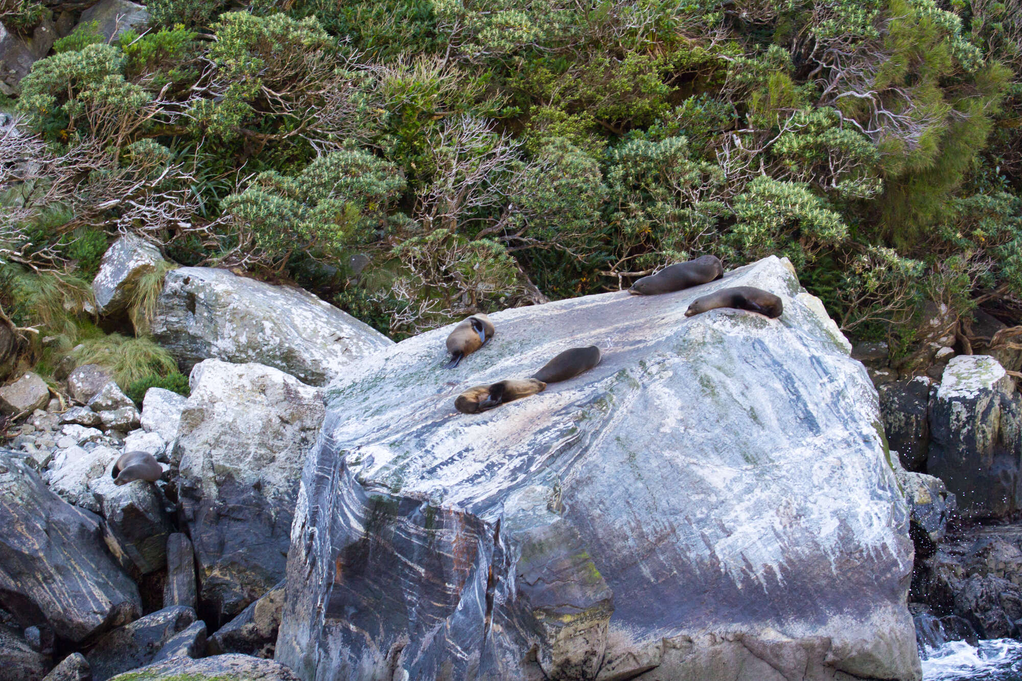 Image of Antipodean Fur Seal