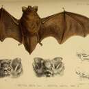 Image of Lesser Woolly Bat