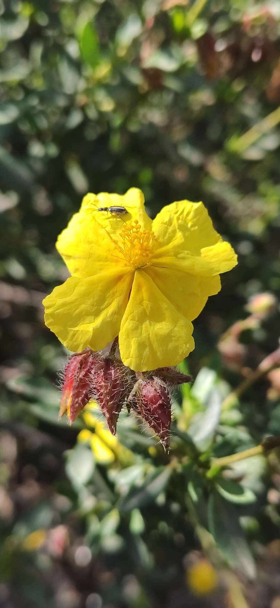 Helianthemum alypoides Losa Espana & Rivas Goday resmi