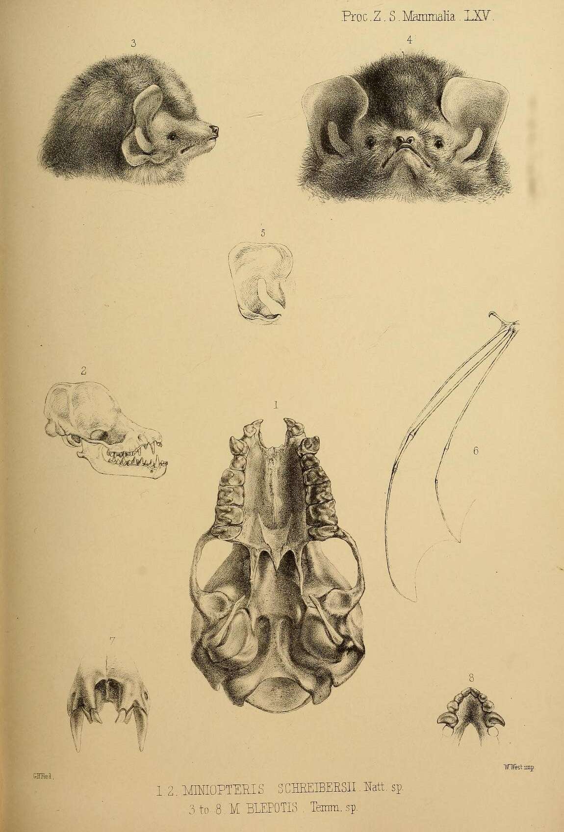 Image of Common Bentwing Bat