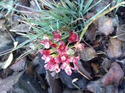 Image of Spanish Needle onion