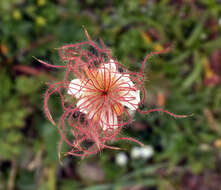 Pulsatilla alpina (L.) Delarbre resmi