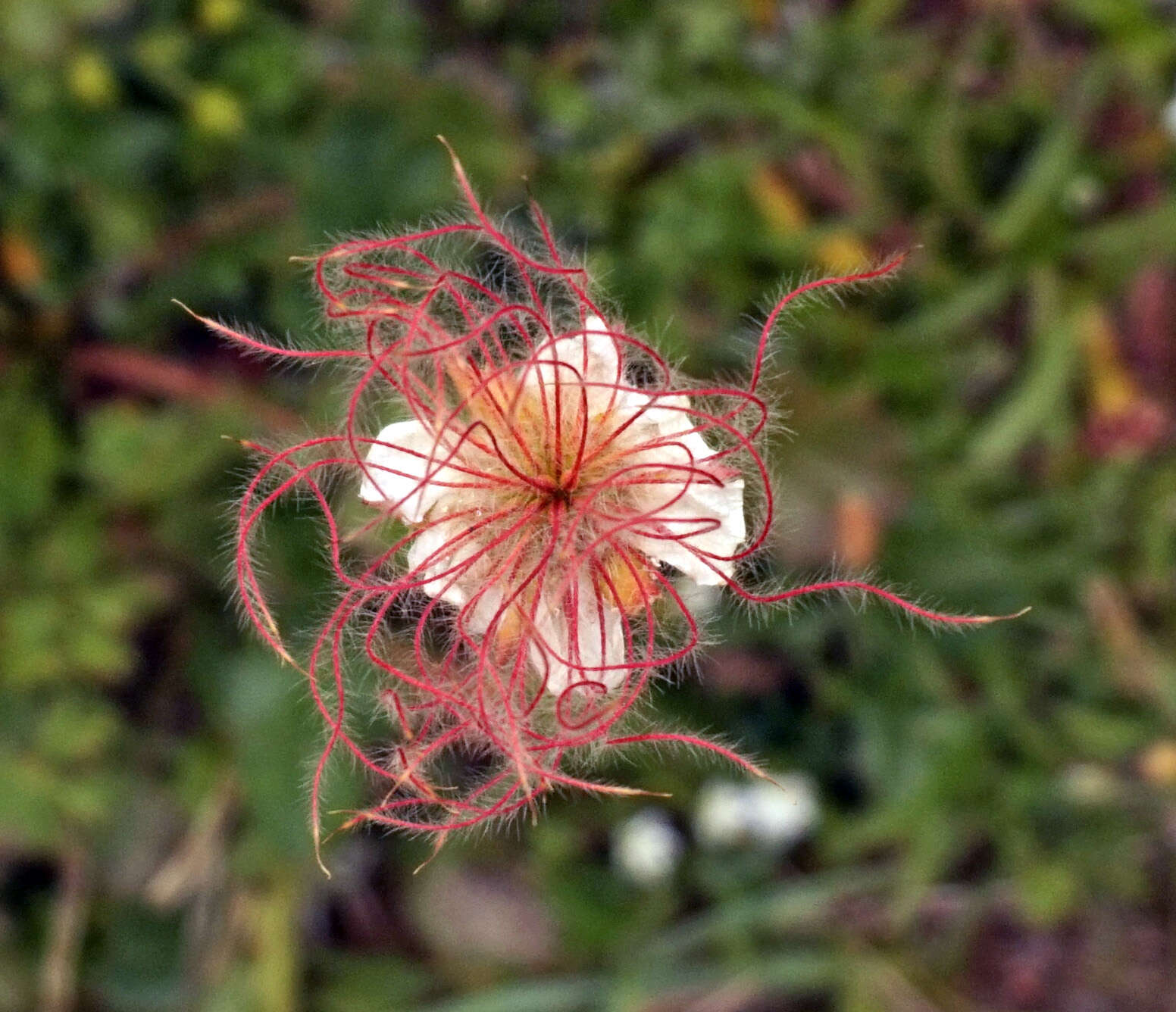 Pulsatilla alpina (L.) Delarbre resmi