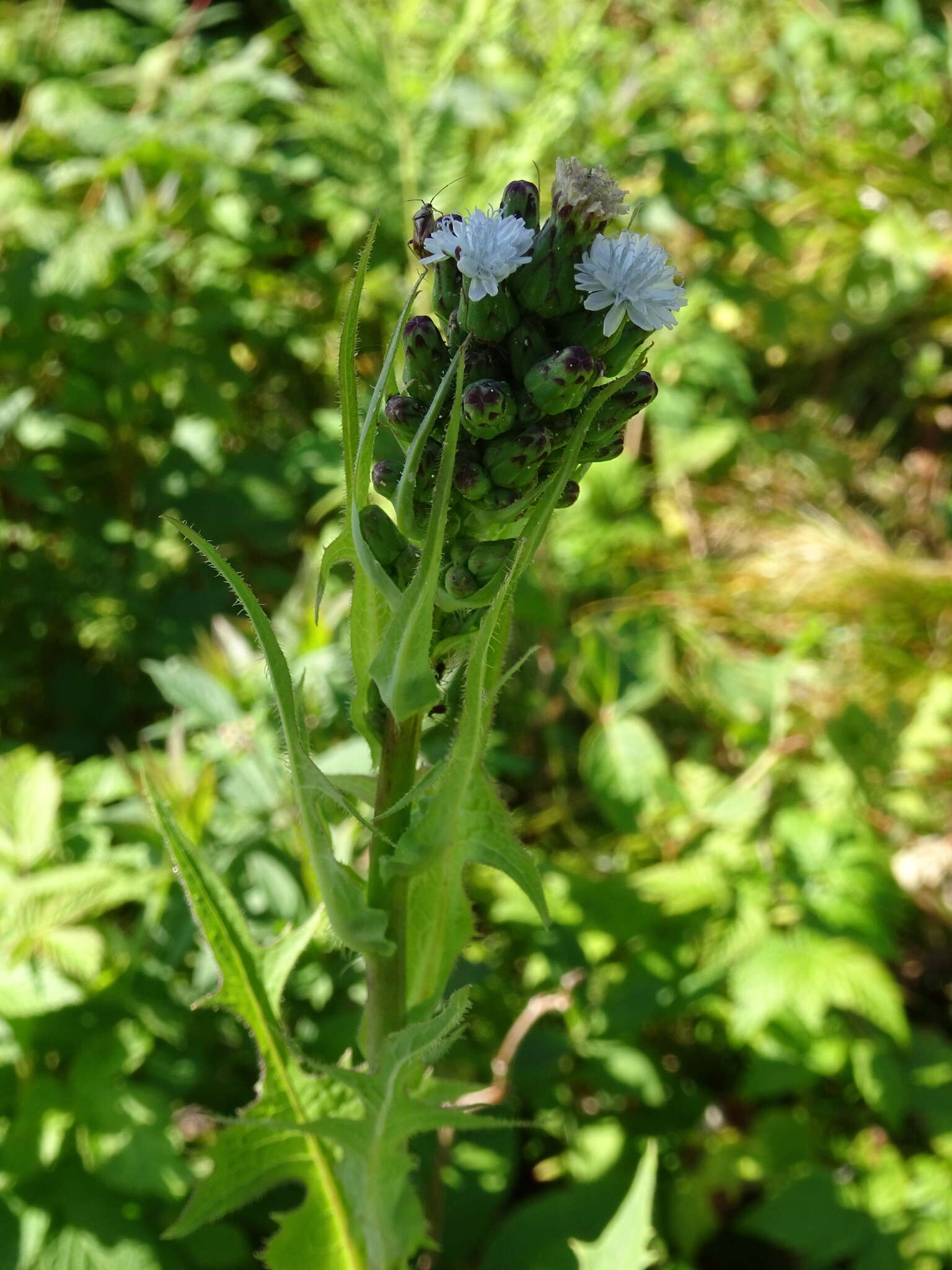 Image of tall blue lettuce