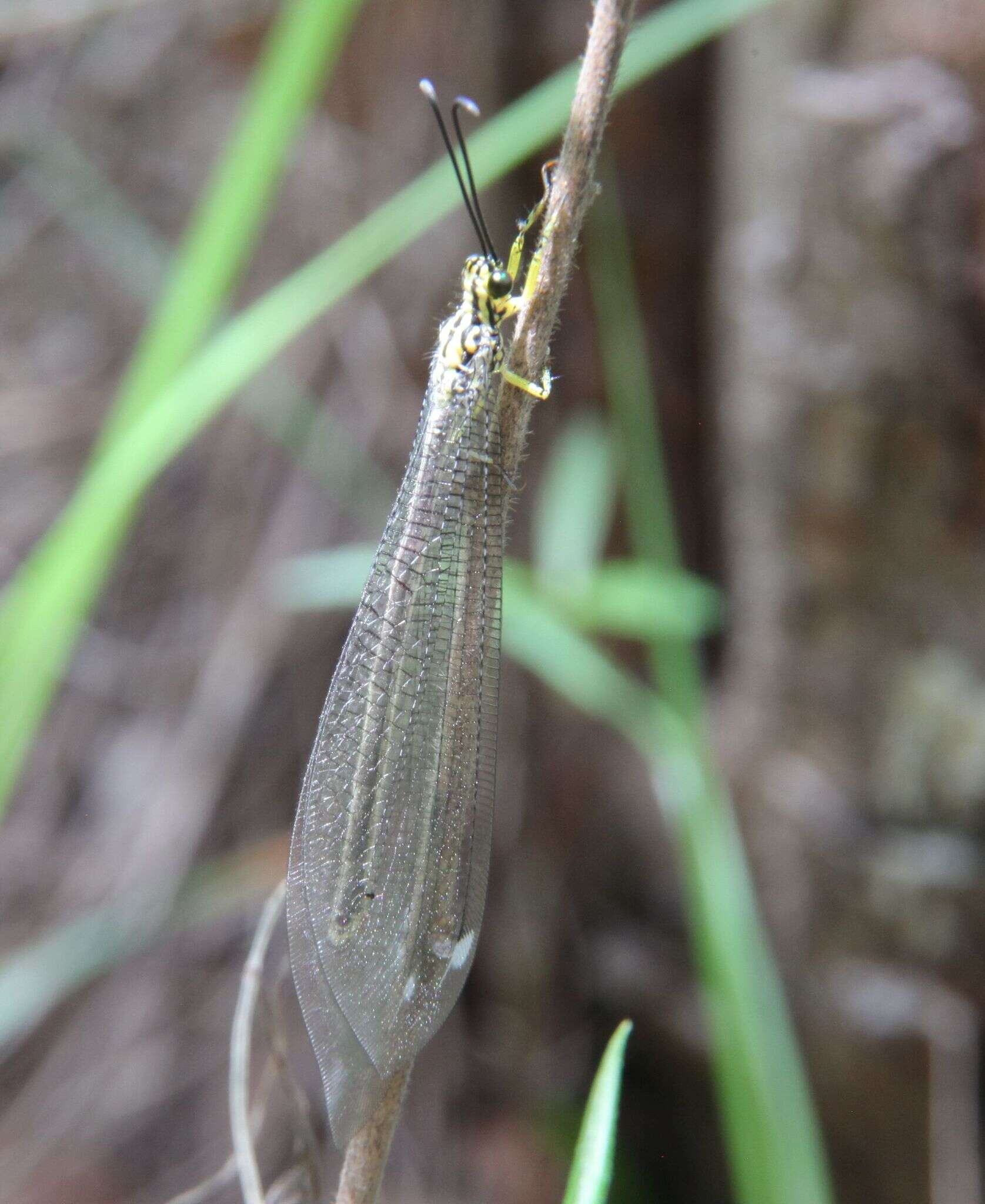 Image of Banyutus