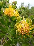 Image of Leucospermum praecox Rourke