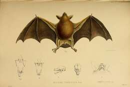 Image de Mystacinidae Dobson 1875