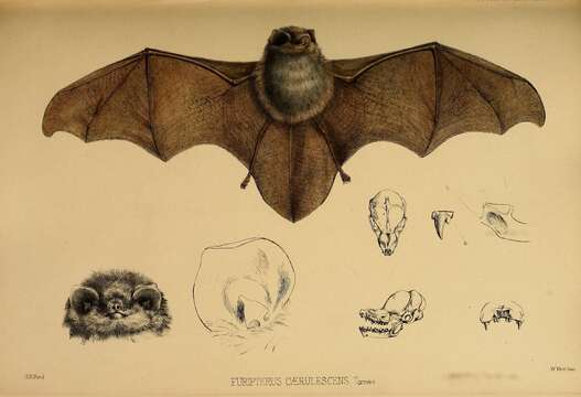 Image of thumbless bat