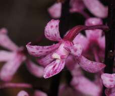 Plancia ëd Dipodium roseum D. L. Jones & M. A. Clem.