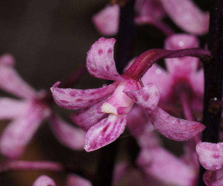 Plancia ëd Dipodium roseum D. L. Jones & M. A. Clem.