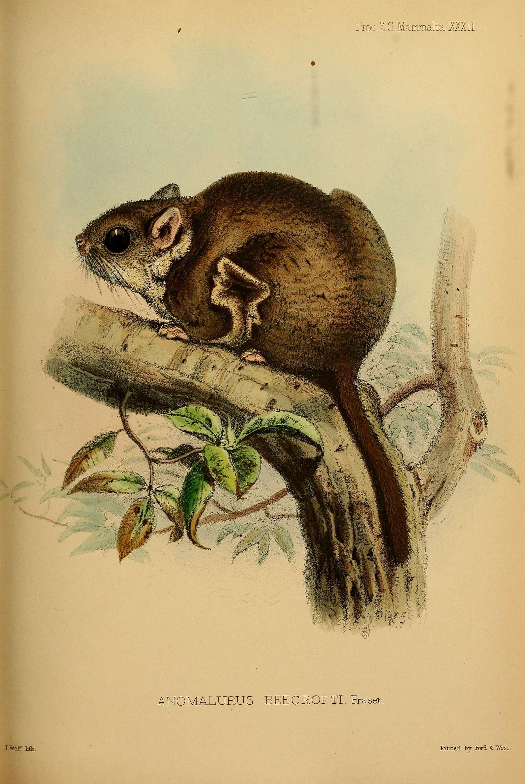 Image of Beecroft's Flying Squirrel
