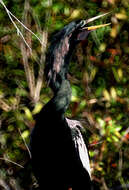 Plancia ëd Anhinga anhinga (Linnaeus 1766)