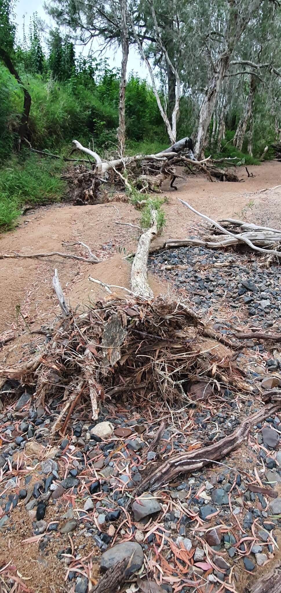 Sivun Melaleuca fluviatilis B. A. Barlow kuva