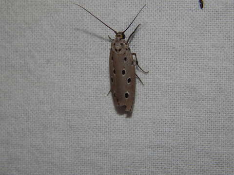 Image of Ethmia circumdatella Walker 1863