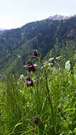 Image of Aquilegia atrovinosa M. Pop. ex Gamajun.