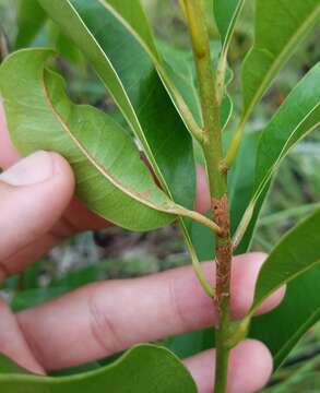 Image of Sideroxylon salicifolium (L.) Lam.