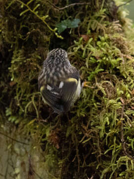 Sivun Acanthisitta chloris chloris (Sparrman 1787) kuva