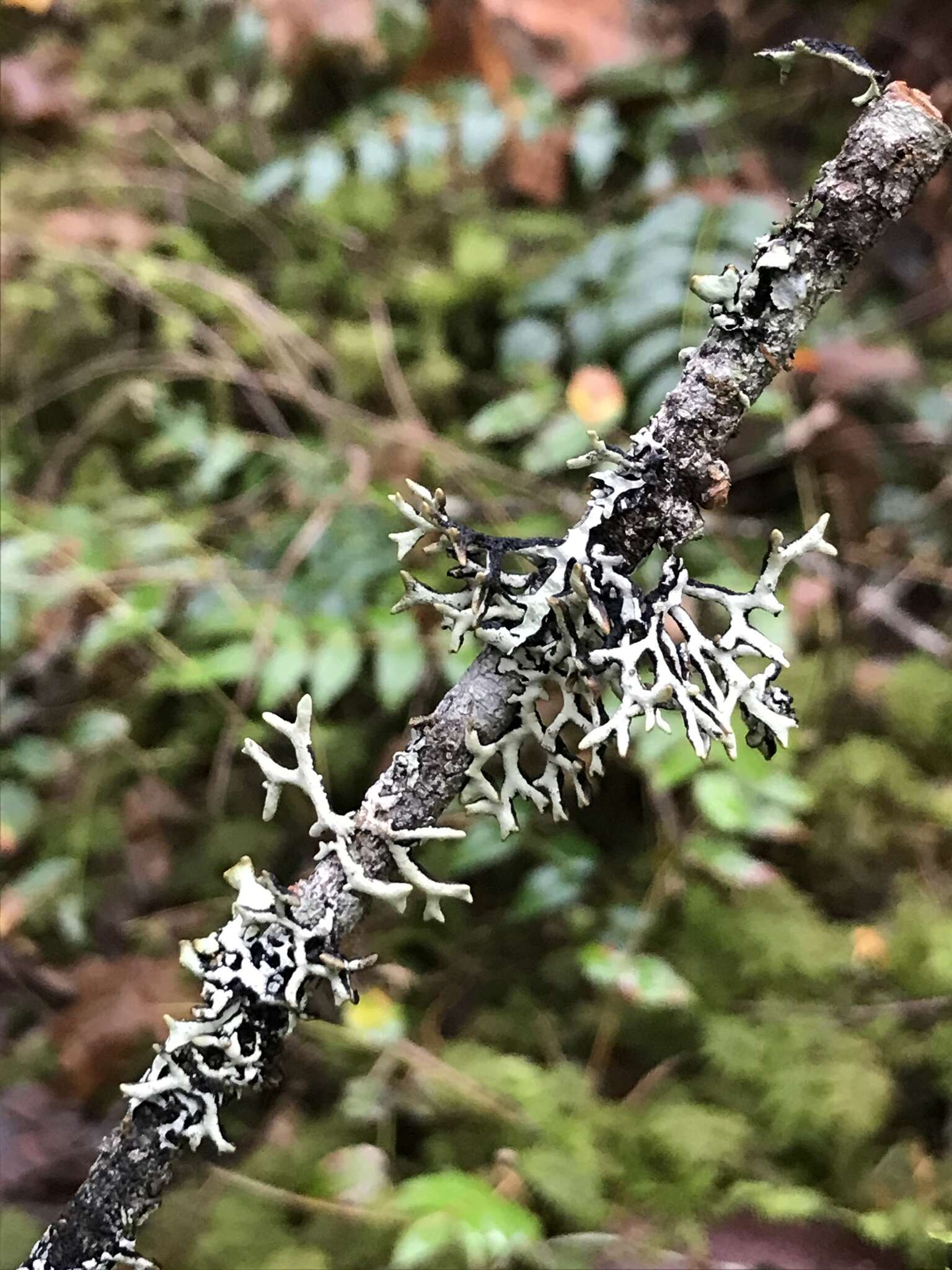 Image of inactive tube lichen