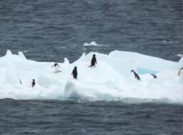 Image of Adelie Penguin