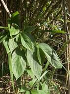 Image of Jamaican pepper