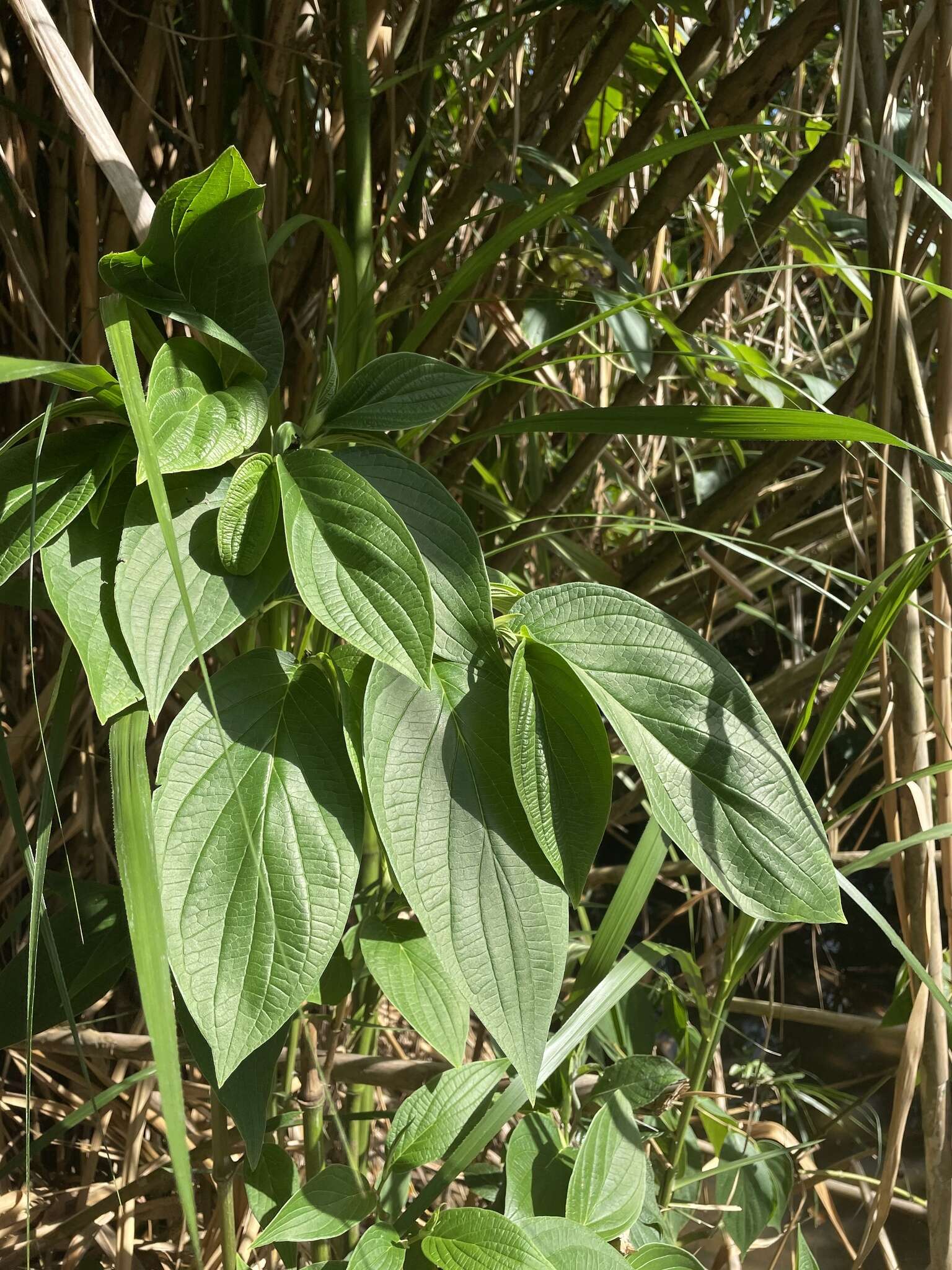 Image of Jamaican pepper