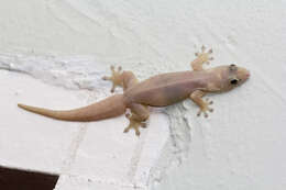 Image of Common Four-clawed Gecko