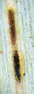 Imagem de Puccinia chathamica McKenzie 2008