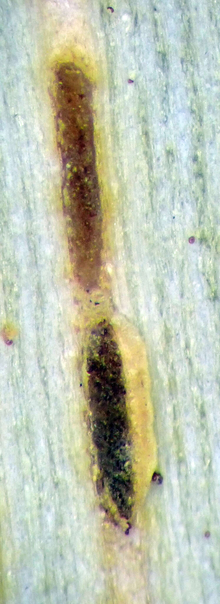 Image of Puccinia chathamica McKenzie 2008