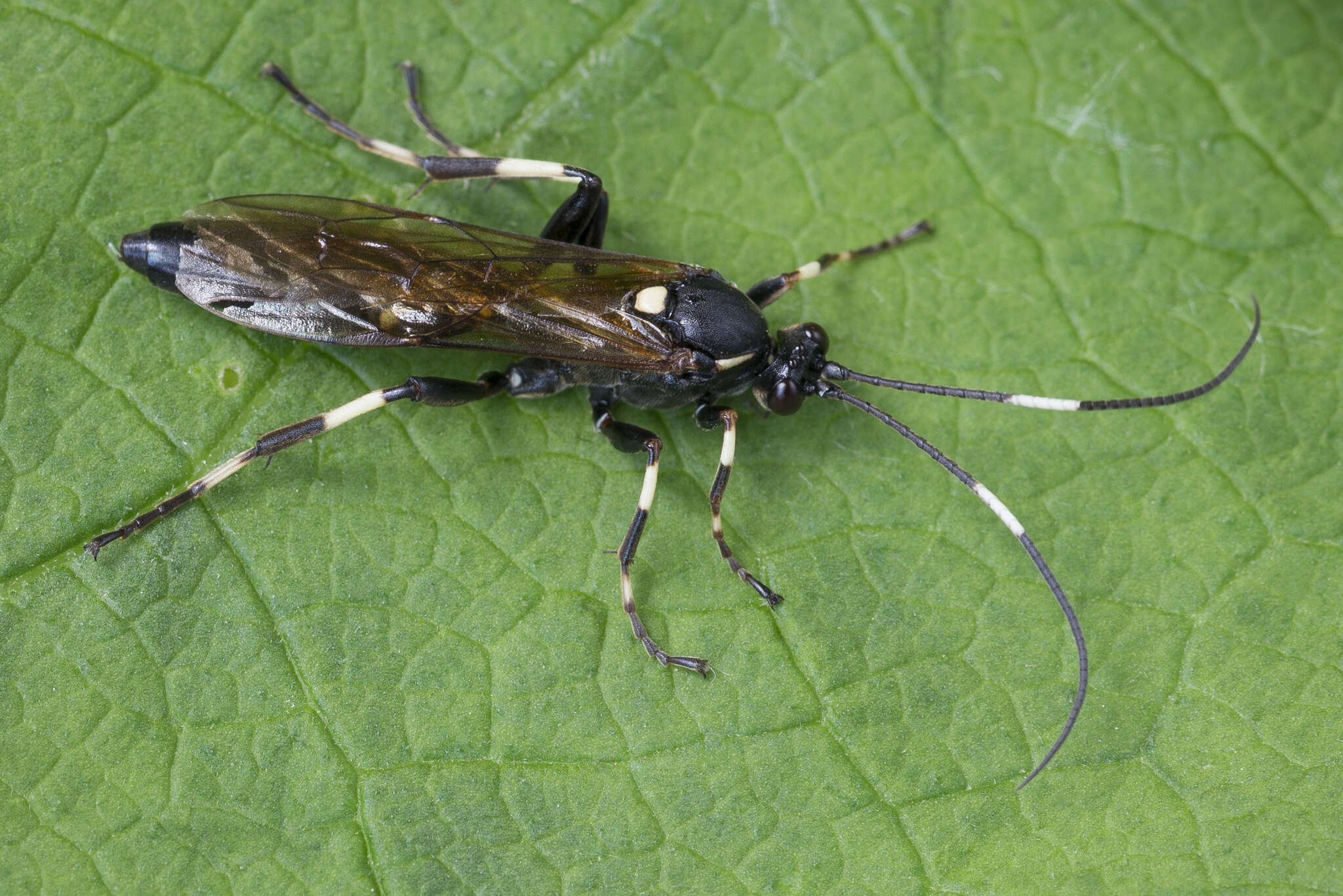 Image of Patrocloides dubitatorius (Sulzer 1776)