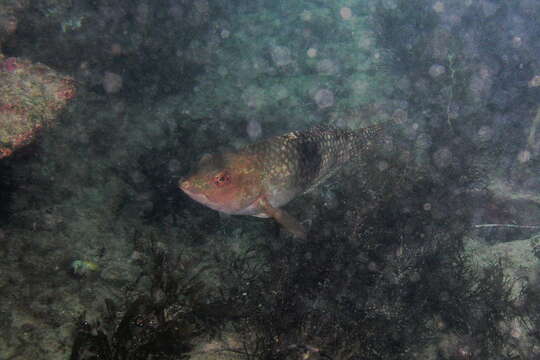 Image of Blue-throated parrotfish