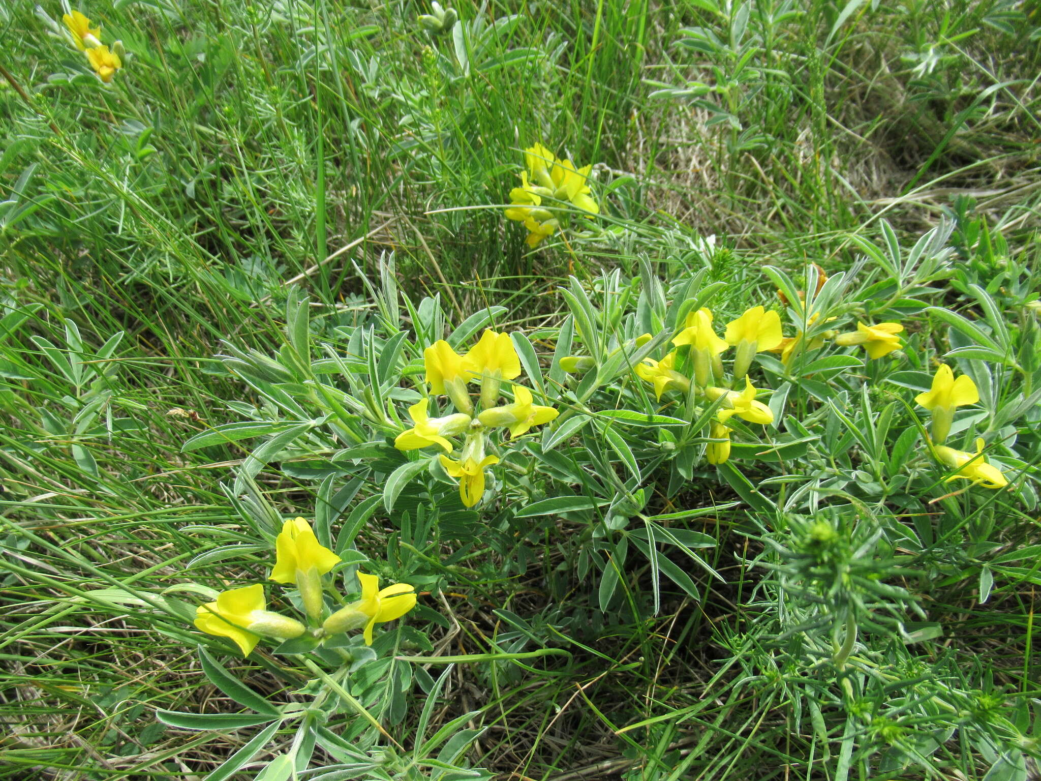 Слика од Thermopsis lanceolata R. Br.