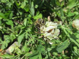 Image of white clover