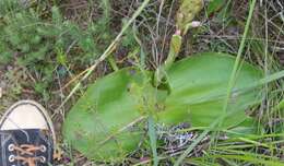 Image of Satyrium erectum Sw.